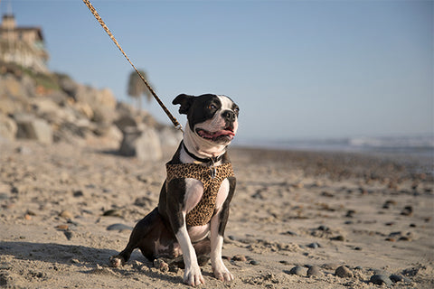 Dog on a walk at the beach