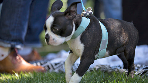 Winston Dog Running