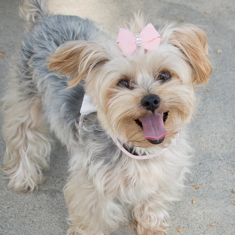 Image showing a basic dog collar.