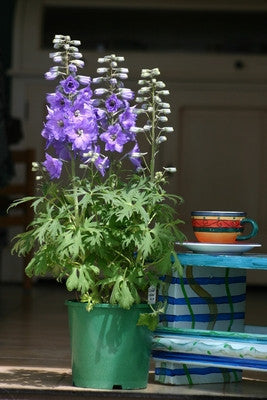 Image of A Delphinium flower in a pot on a patio