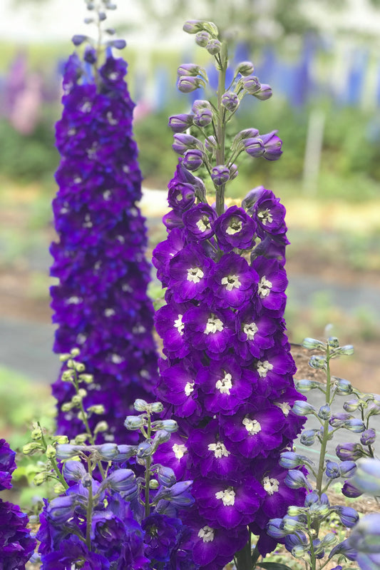 DELPHINIUM SEEDS, GREEN TWIST