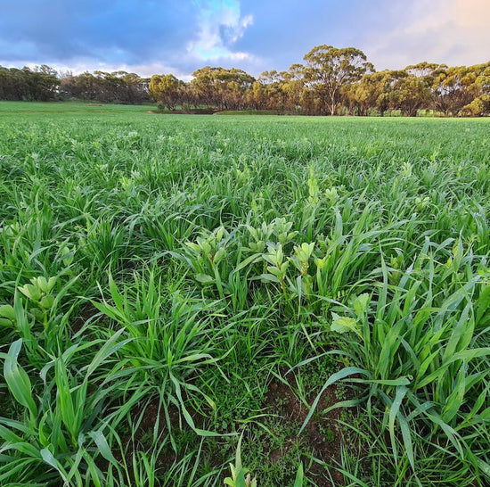 Regenerative Agriculture Resources