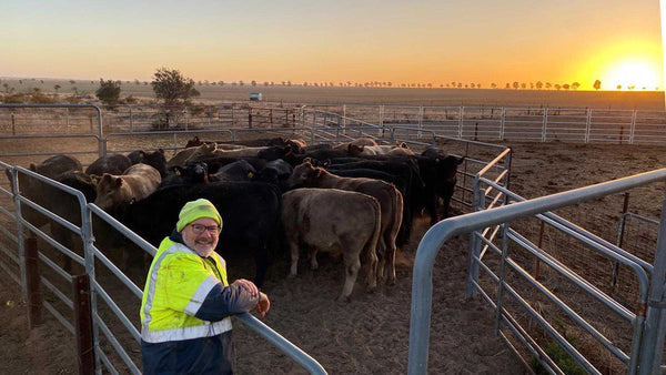 Stuart McAlpine introduced cattle to his farm in Buntine