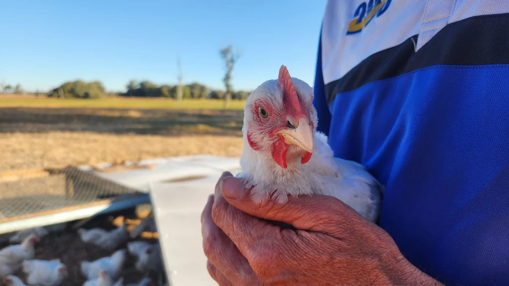 The chickens at Unison Farm