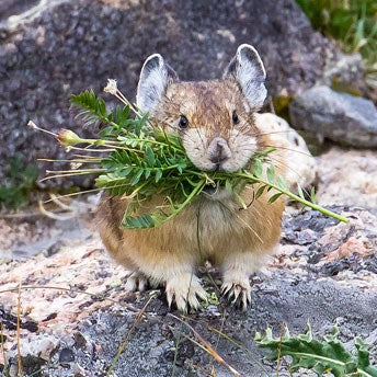 The humble pika. Image credit: nps.gov