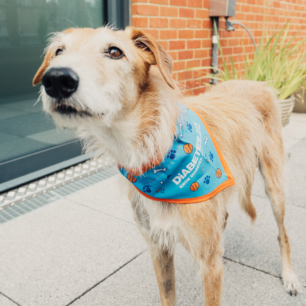 dog bandana collar uk