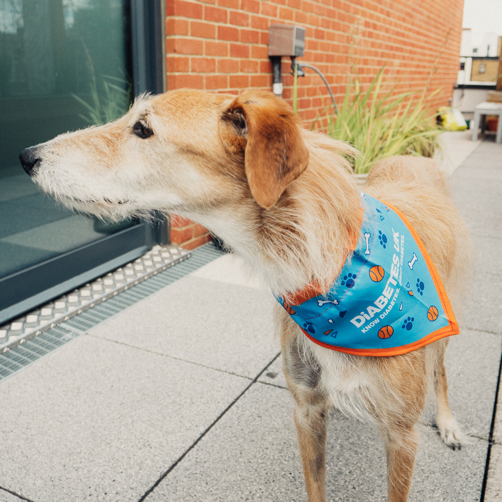 dog bandana collar uk