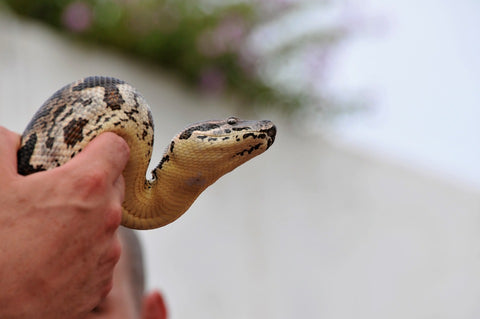 snake venom milker grasping viper