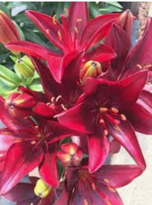 Asiatic Pot Lilies - Lilium — Dutch Growers Regina