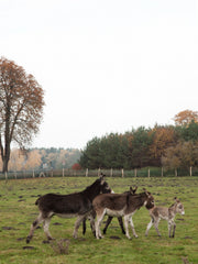 DELICIOUS COUNTRY TRIP - THE FORSTHAUS STRELITZ 