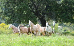 the wearness luxurious eco-boutique hotel La Donaira in Andalusia The hotel also has its own stable with about 80 horses