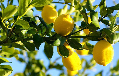 lemon garlic olives from greece