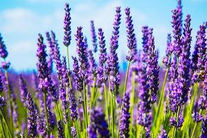 lavender essential oil skincare for anti-aging and acne