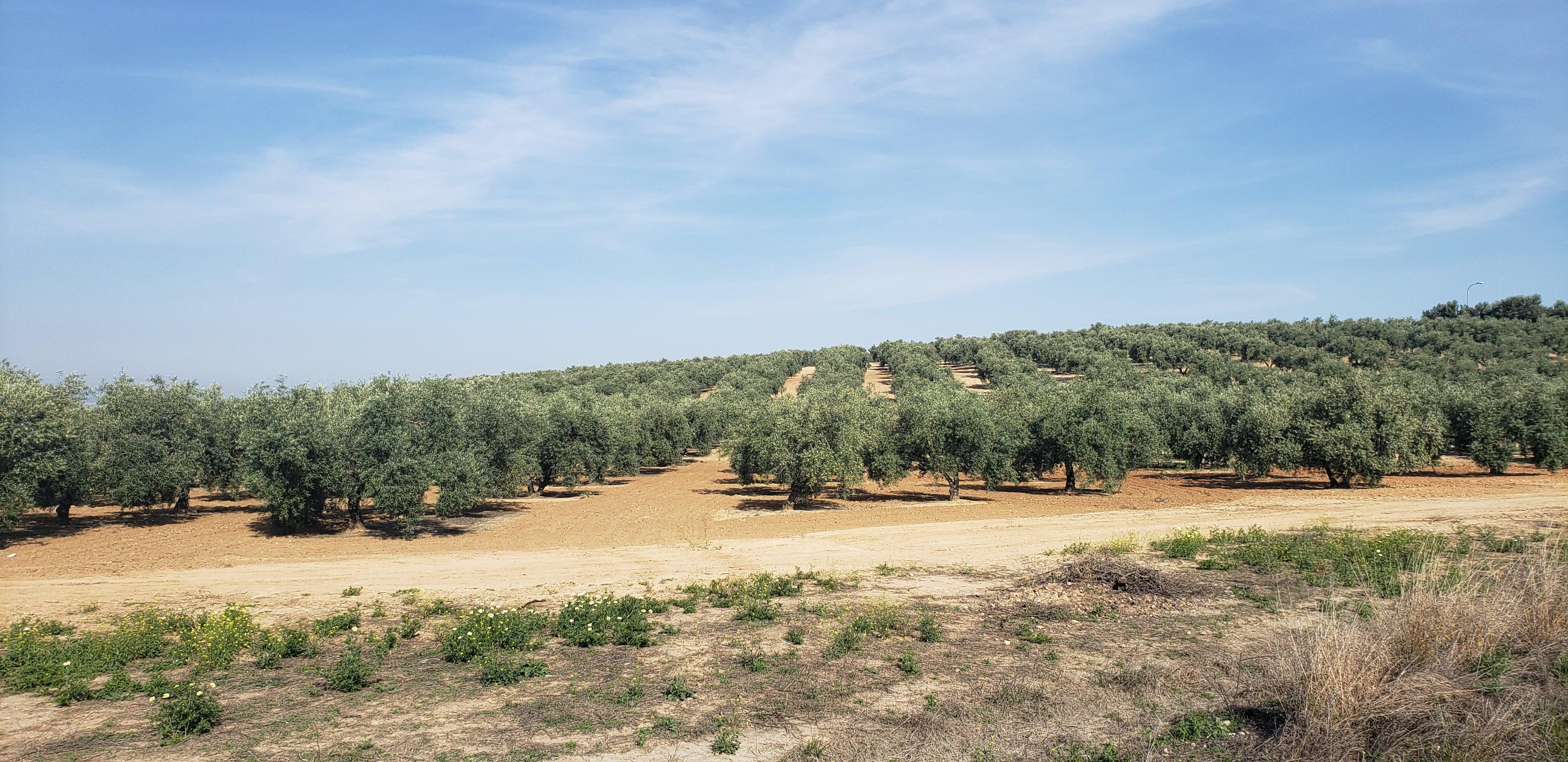 olive orchard in spain