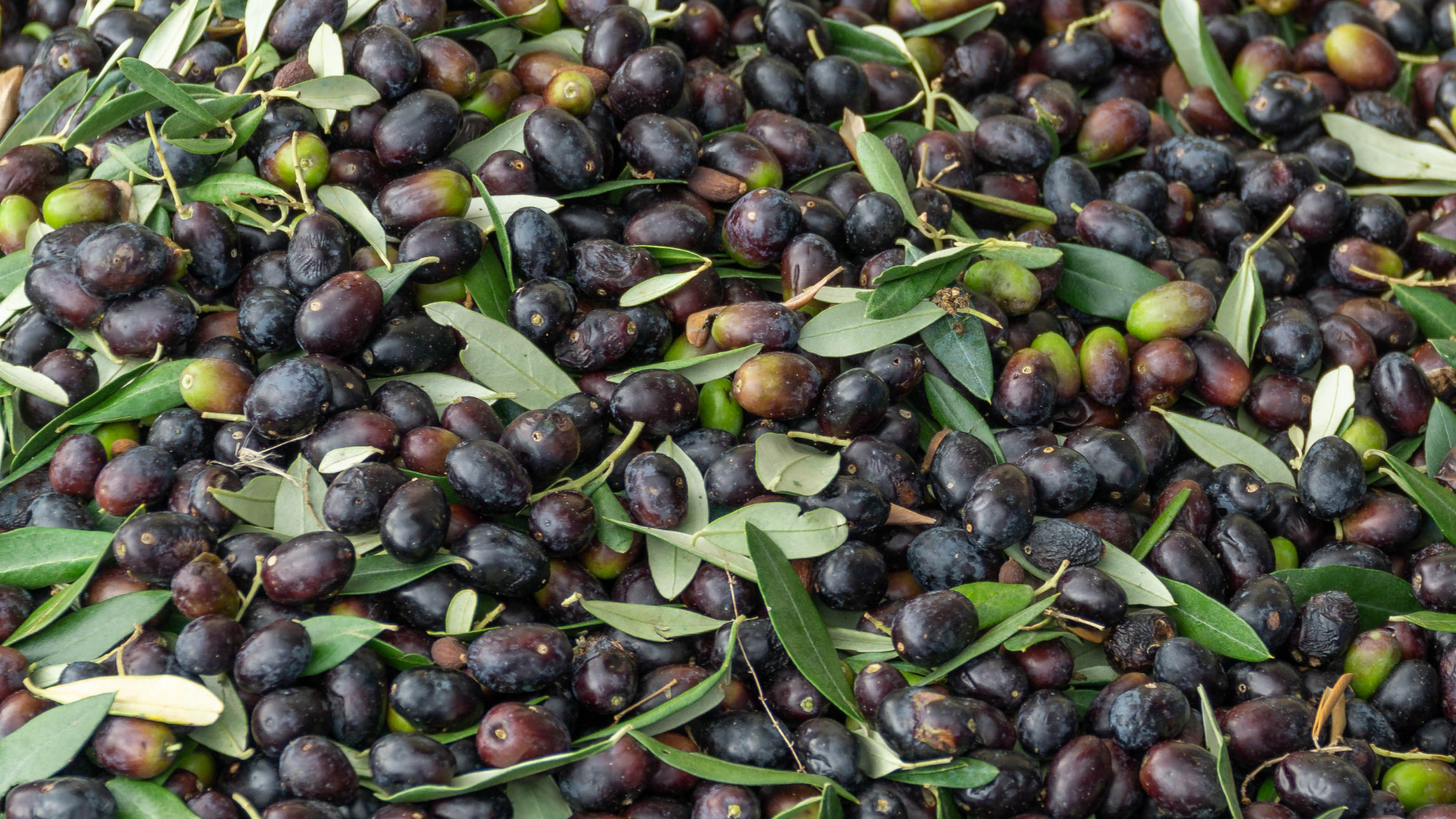 healthy harvest koutsourelia olives