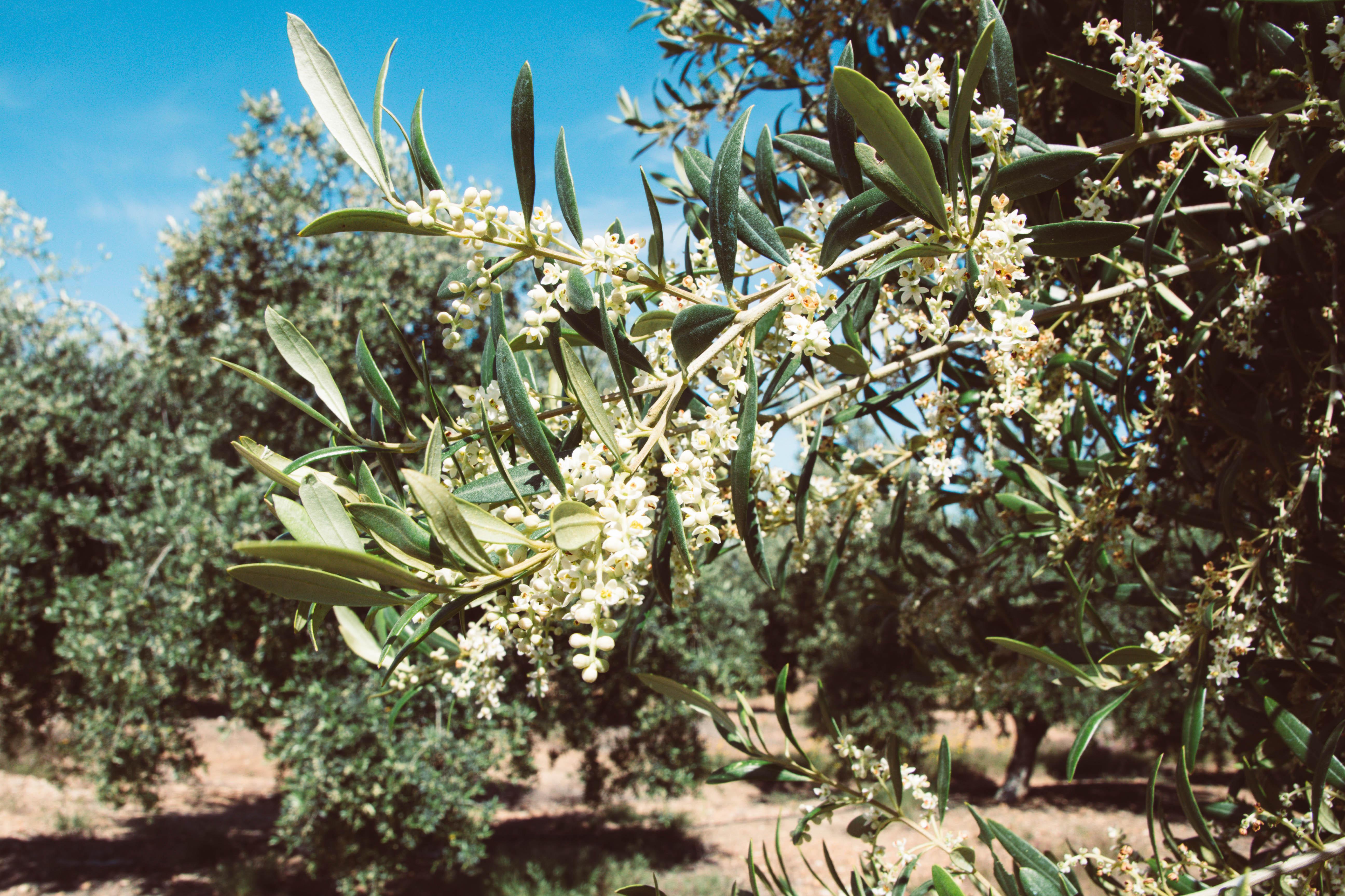 olive tree in bloom