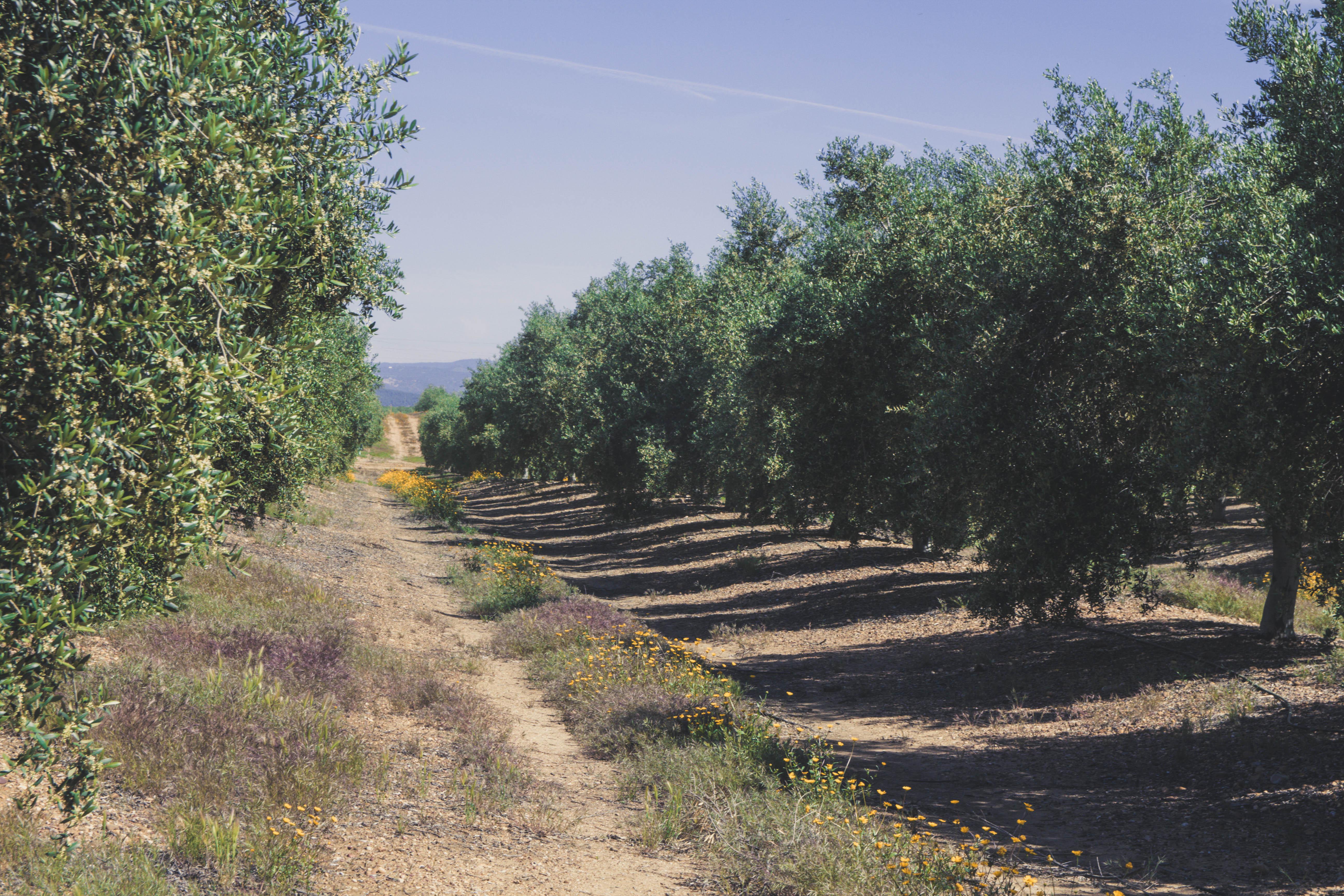 olive orchard in andalucia, spain