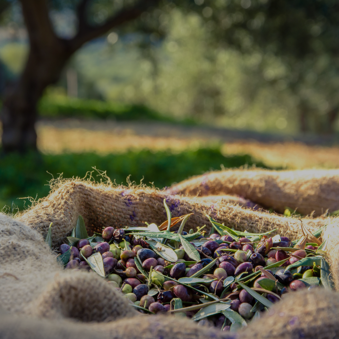 Healthy harvest kalamata olives