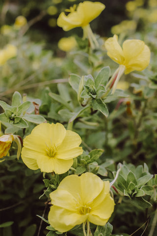 Beach Flowers