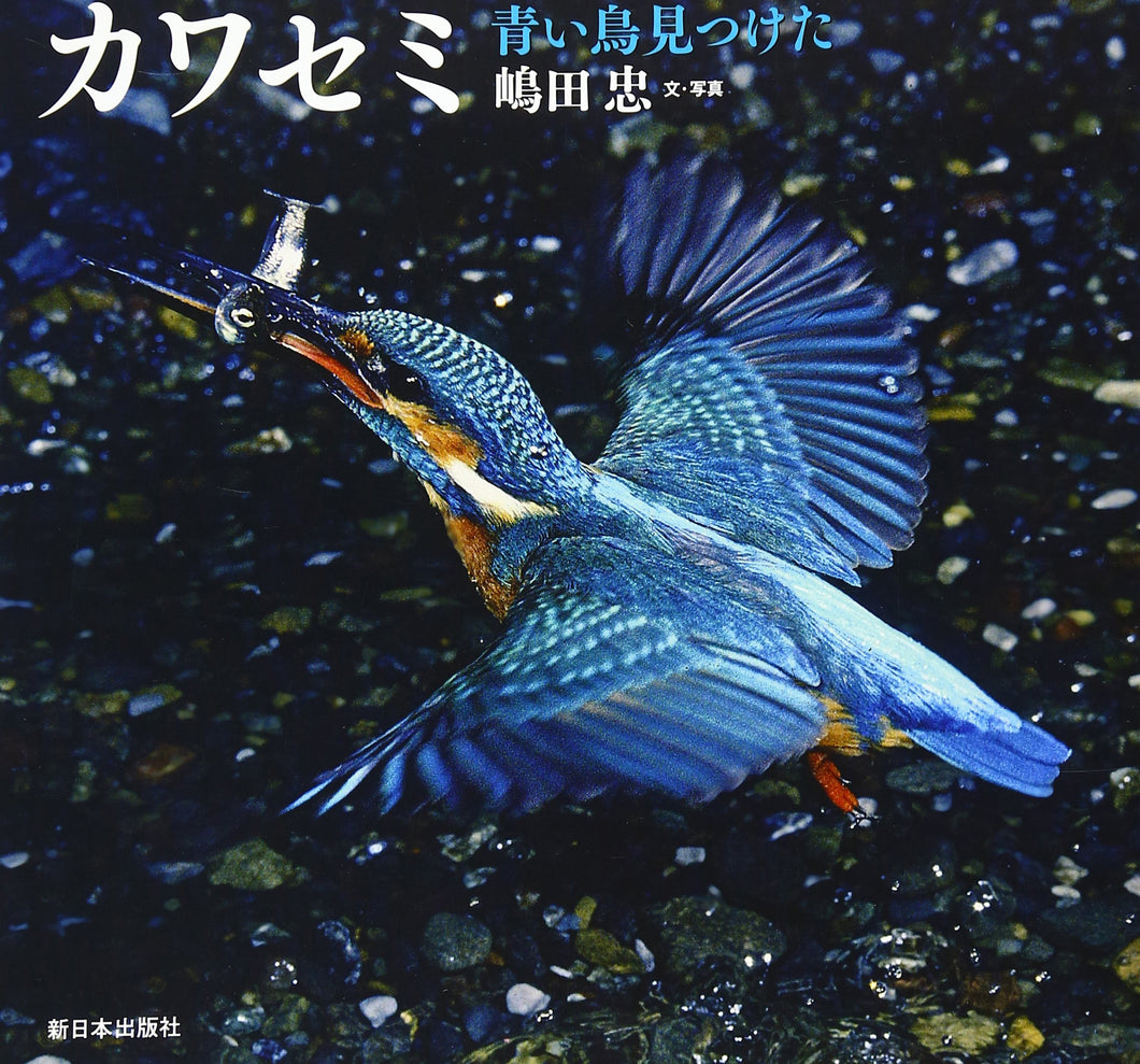カワセミ 青い鳥見つけた 日本の野鳥 Tadashi Shimada