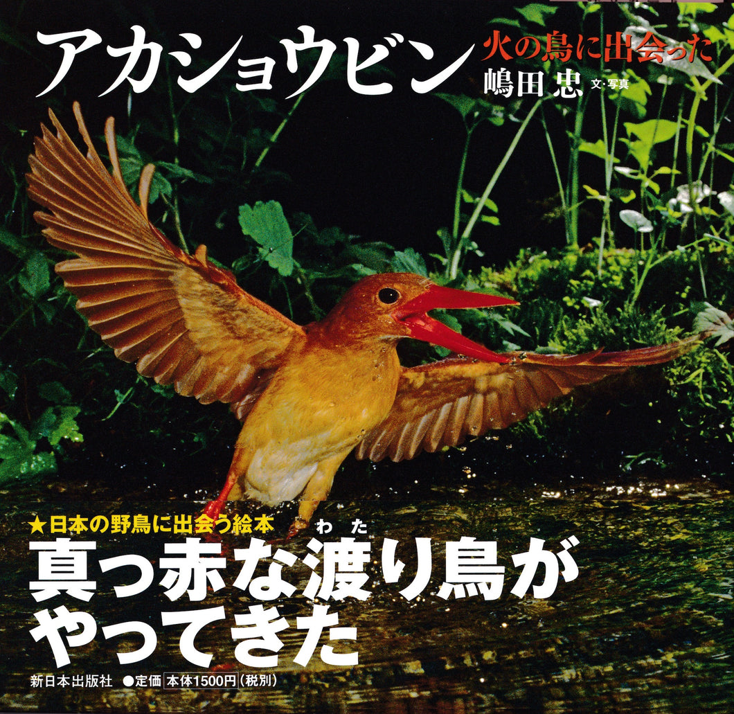 アカショウビン 火の鳥に出会った 日本の野鳥 Tadashi Shimada