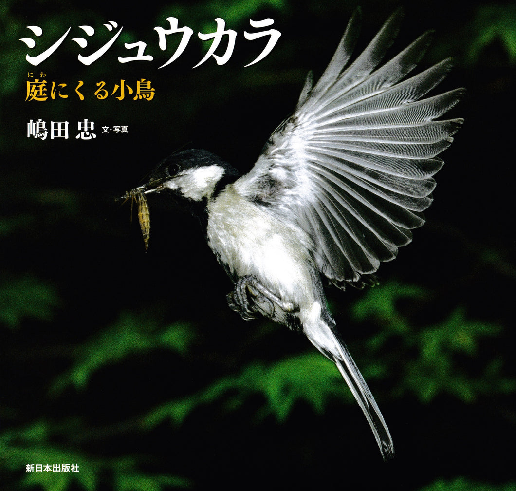 シジュウカラ 庭にくる小鳥 日本の野鳥 Tadashi Shimada