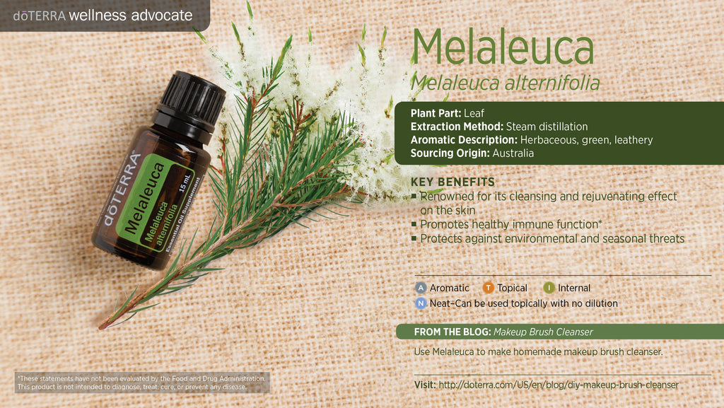 Melaleuca Essential Oil