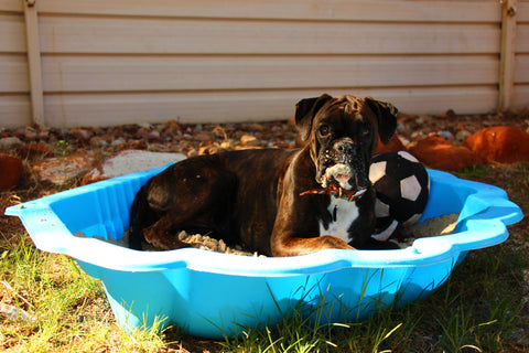 Home-alone boredom busters for dogs - keep them safe, busy & stimulated