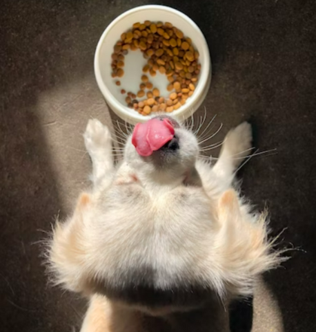 dog licks its lips above a bowl of kibble