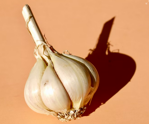 bulb of garlic on orange background with shadow