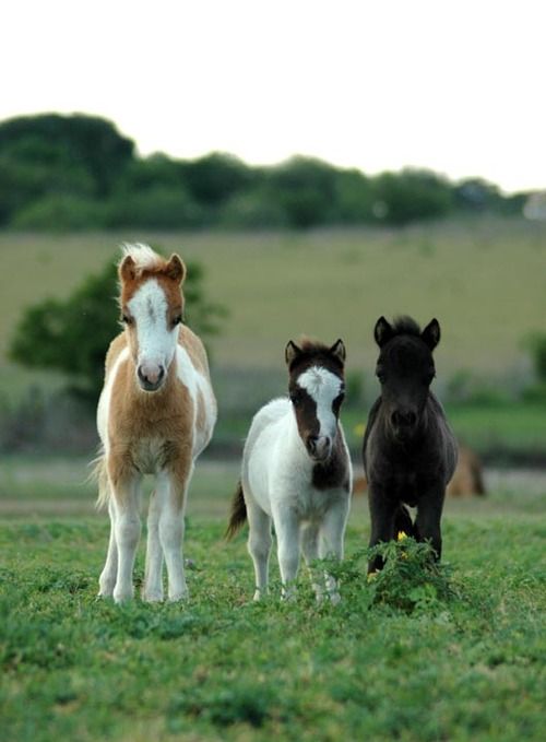 https://cdn.shopify.com/s/files/1/1925/2785/files/10-miniature-facts-about-mini-horses-2.jpeg?v=1592802310