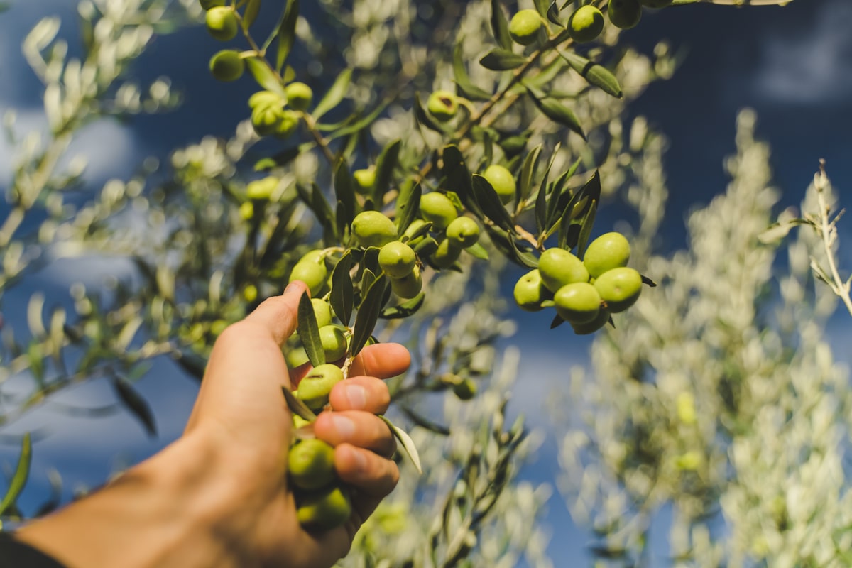 Olio extravergine oliva siciliano