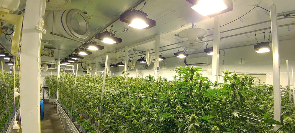 Commercial Grow Lights Vertical Greenhouse Indoor Gardening