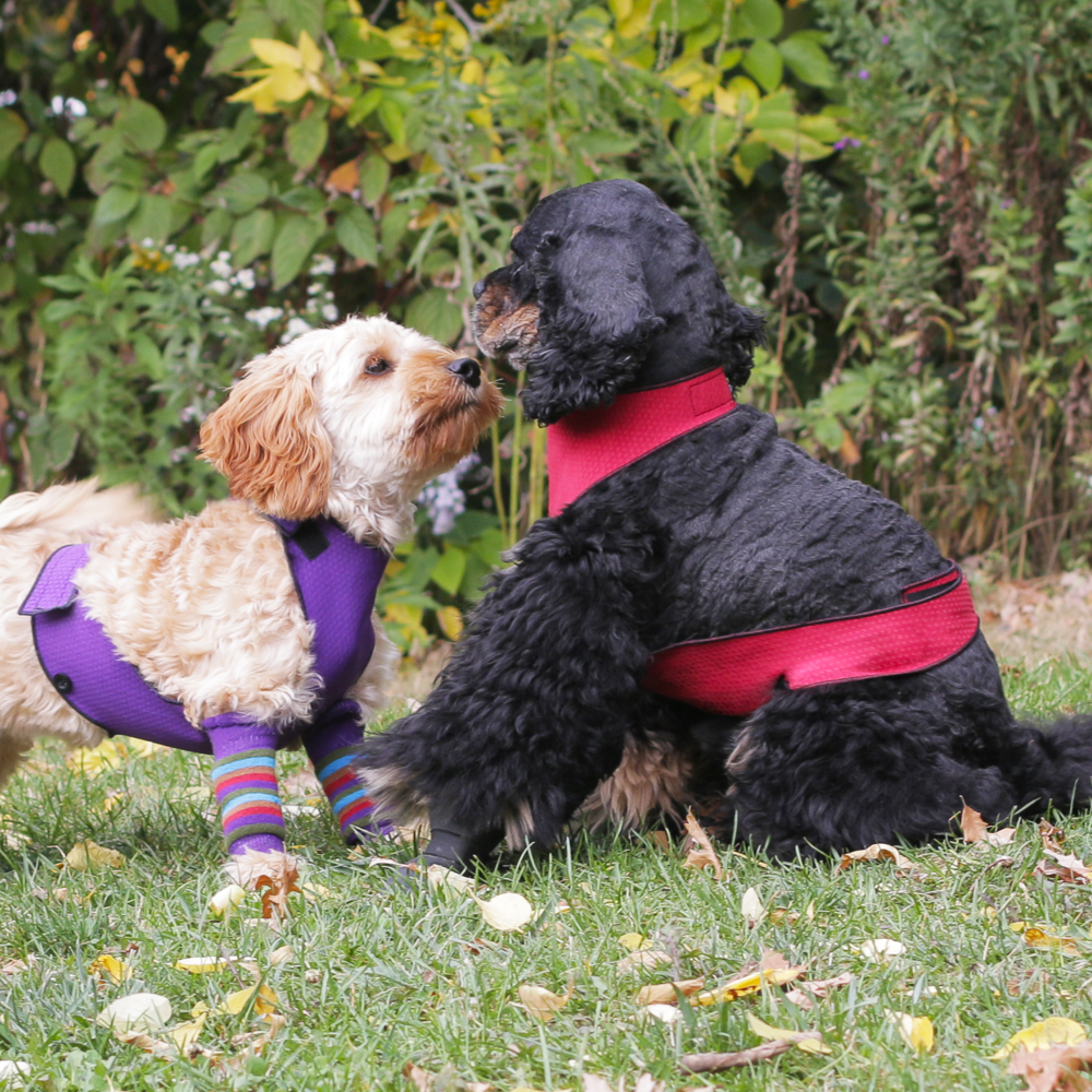 ECO LEGGINGS  purple + red bursts – T.O. Dogswear