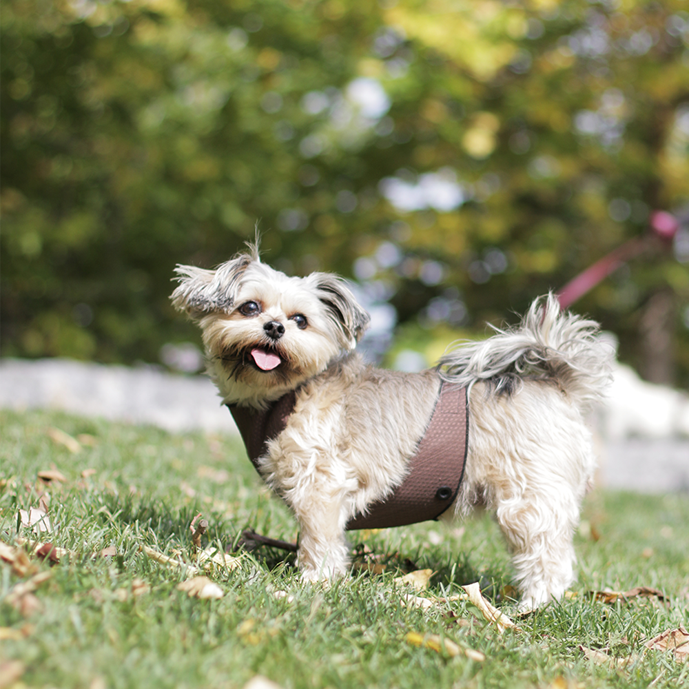 KNIT LEGGINGS  lucille black – T.O. Dogswear