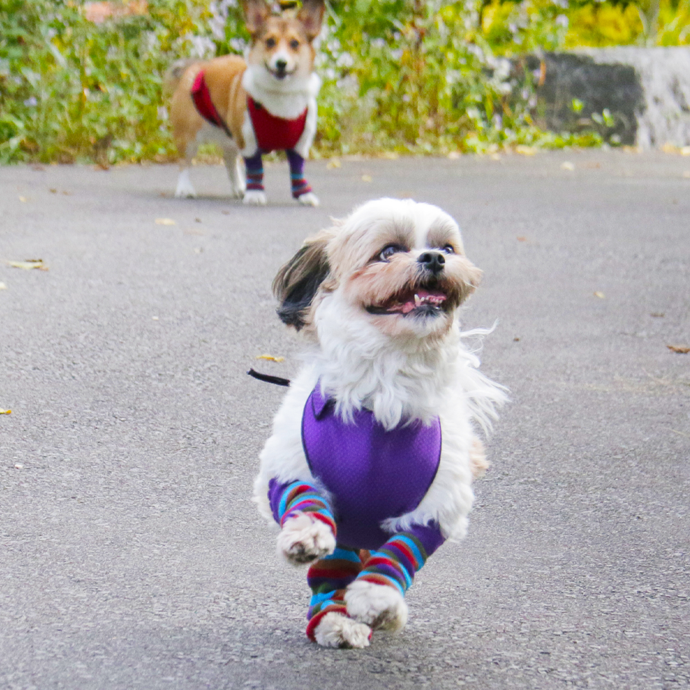 KNIT LEGGINGS  striped print – T.O. Dogswear