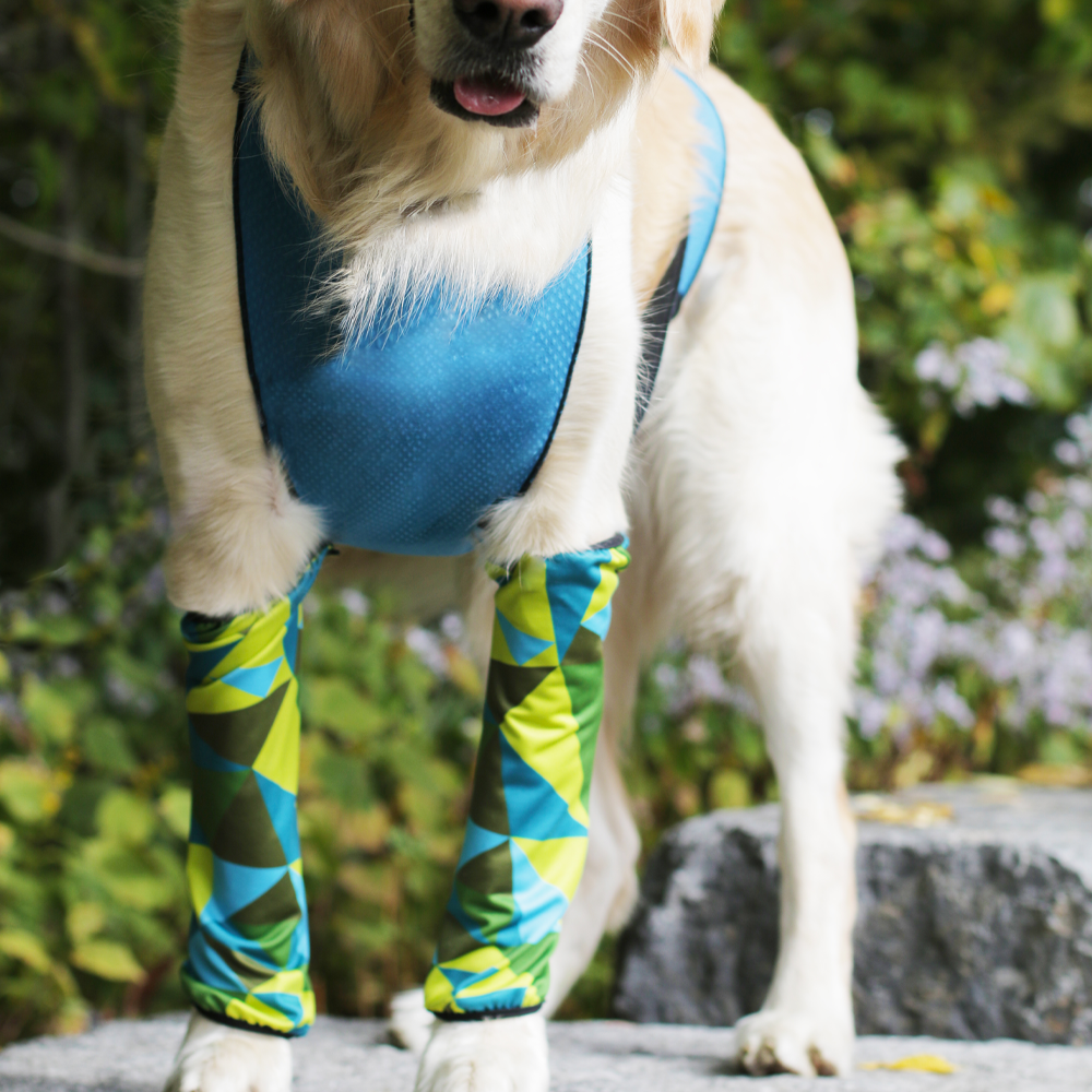LuLaRoe Leggings Dogs Glasses NEW Sz TC - $20 - From Jessica