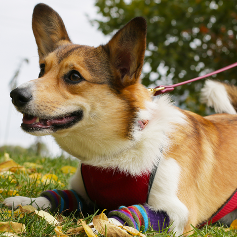 a Corgi dog laying on the grass with a dog vest on