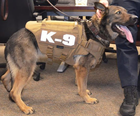 K9 Officer Bruno gets bulletproof protective vest