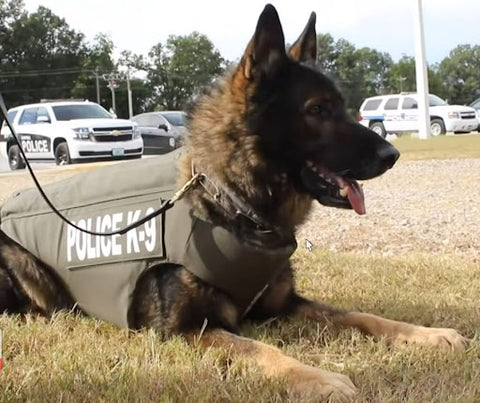 Police K9 Gabo saved by his bulletproof vest