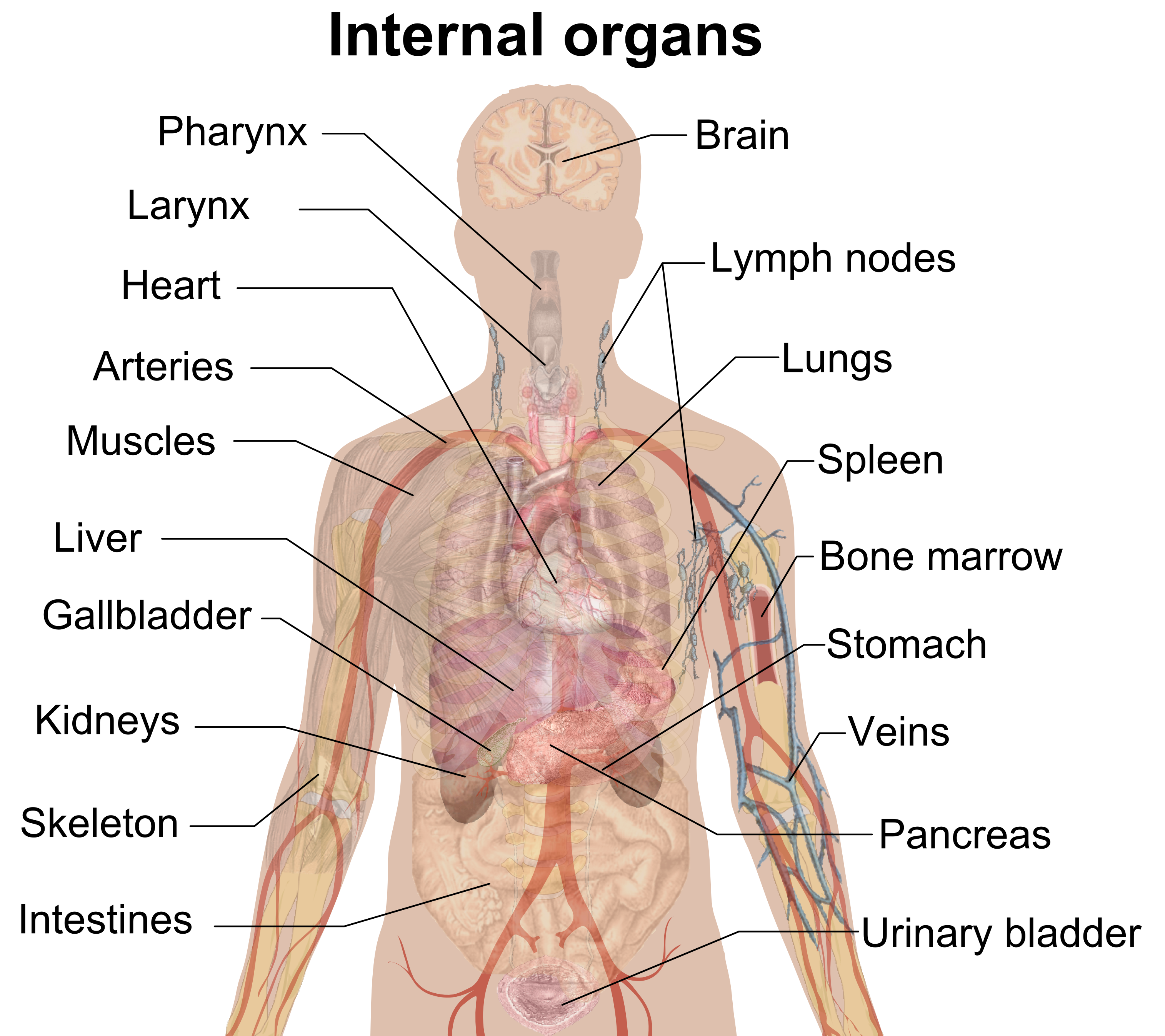 chart of internal organs