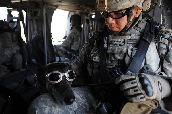 Soldier and military dog wearing sunglasses sitting inside an army chopper