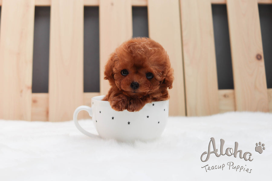 teacup maltipoo