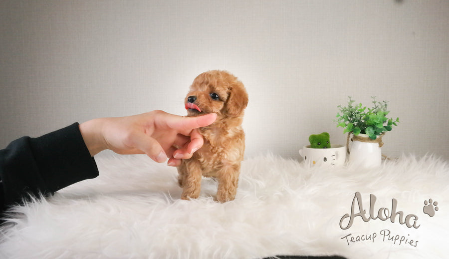 Sold to Kailie, Fluffy [TEACUP MALTIPOO] – Aloha Teacup Puppies inc