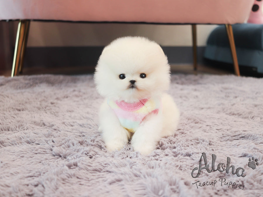 newborn teacup pomeranian