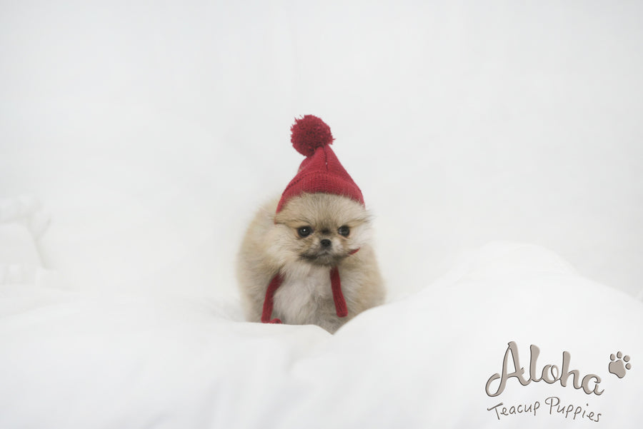 teacup pomeranian dressed up