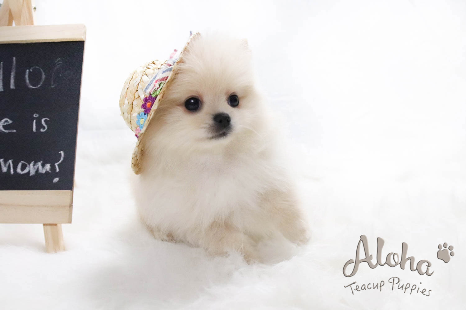 Spiksplinternieuw Sold to Jocelyn, ELLA - [Teacup Pomeranian] – Aloha Teacup Puppies AI-76