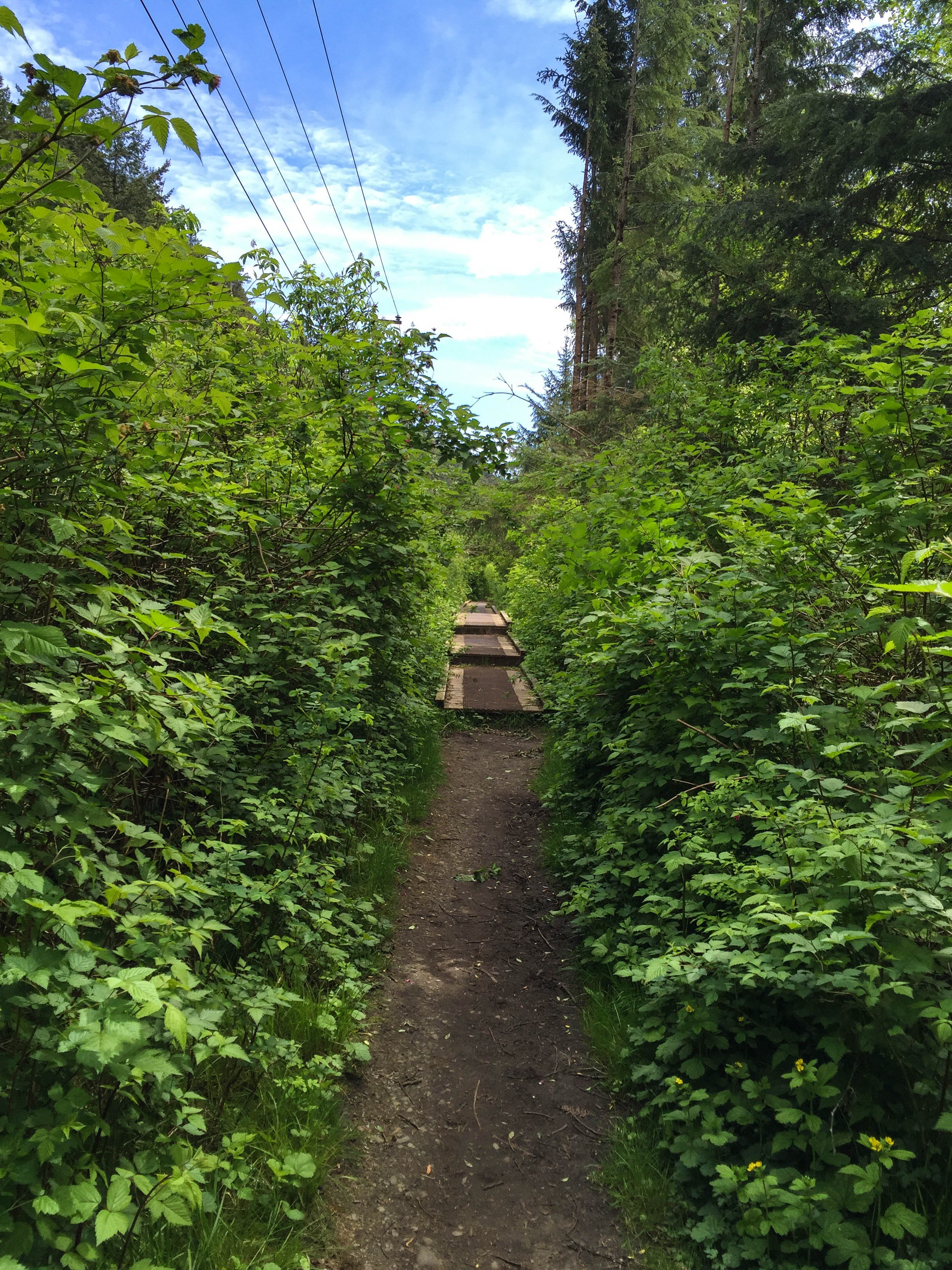 Gentle path of Ripple Rock Trail