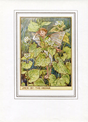 Jack By The Hedge Flower Fairy 1950 s Vintage Print Cicely Barker