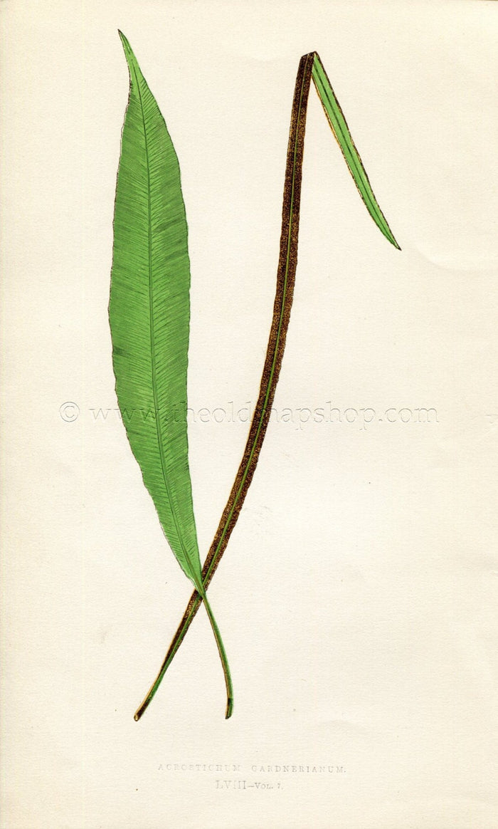 Edward Joseph Lowe Fern (Acrostichum Cardnerianum) Antique Botanical Print 1859